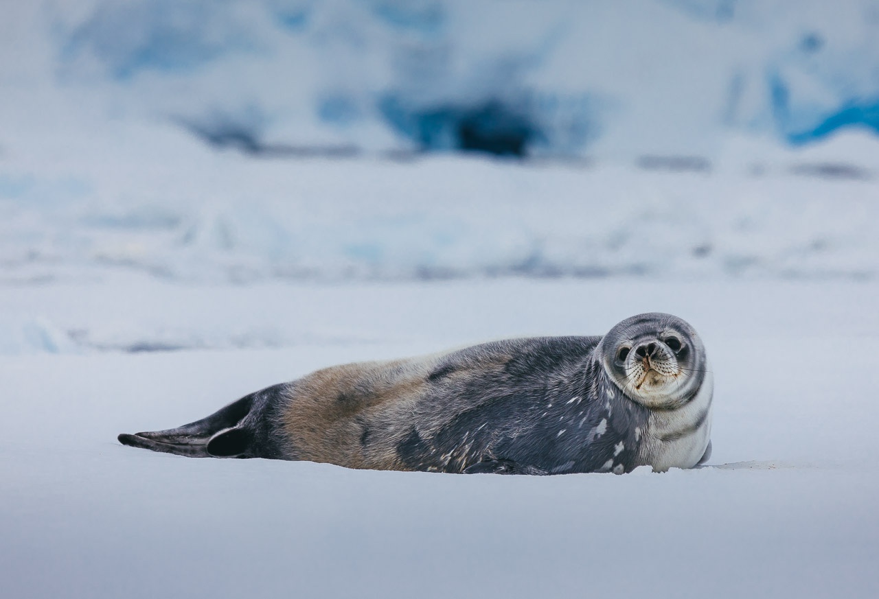 A seal looks out at the camera while lying on the ice in Antarctica 