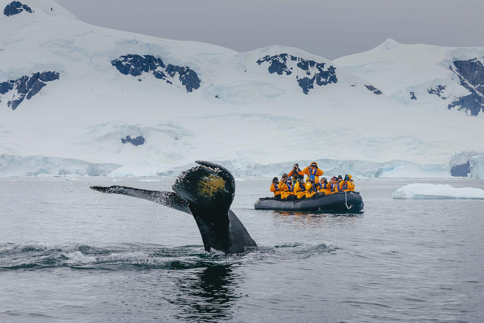 Guests spot the fluke of a whale while zodiac cruising in Antarctica 
