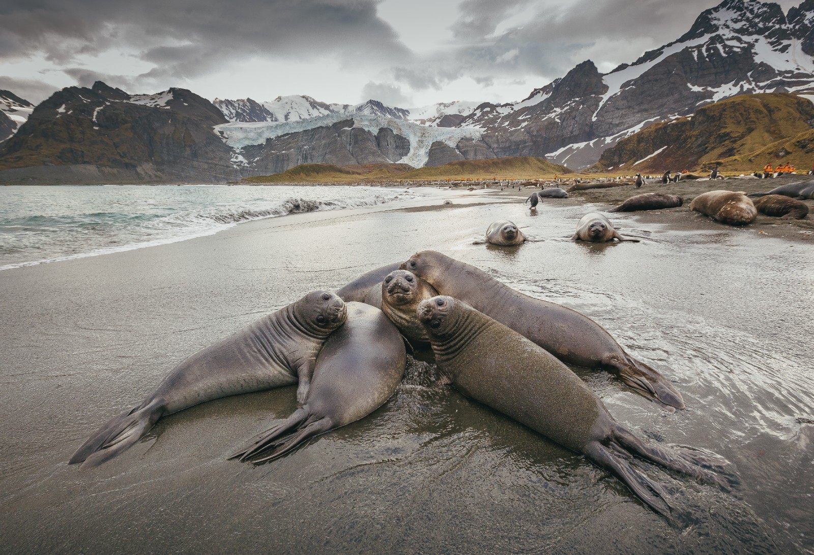 Express South Georgia & Antarctica Wildlife Safari