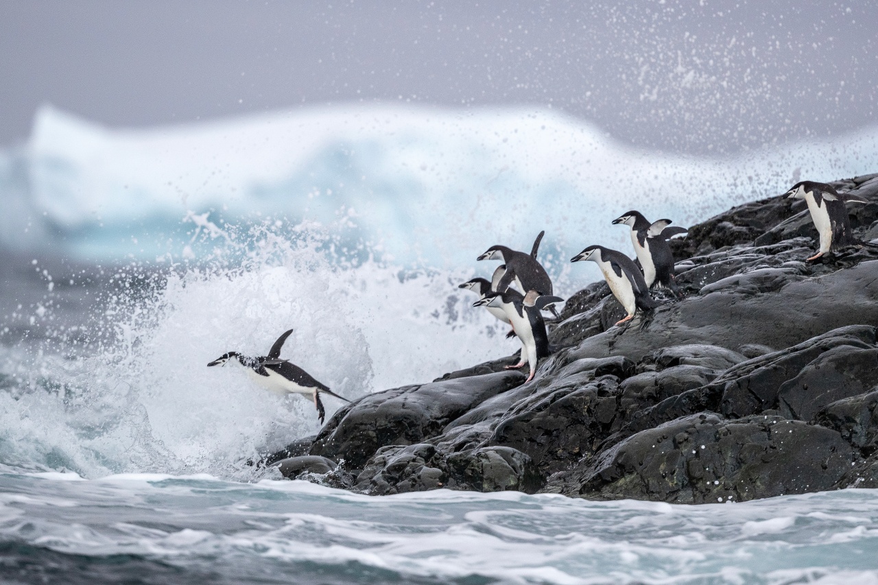 Adelies take the plunge, Antarctica