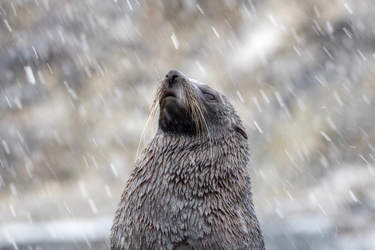Fur seal, South Georgia