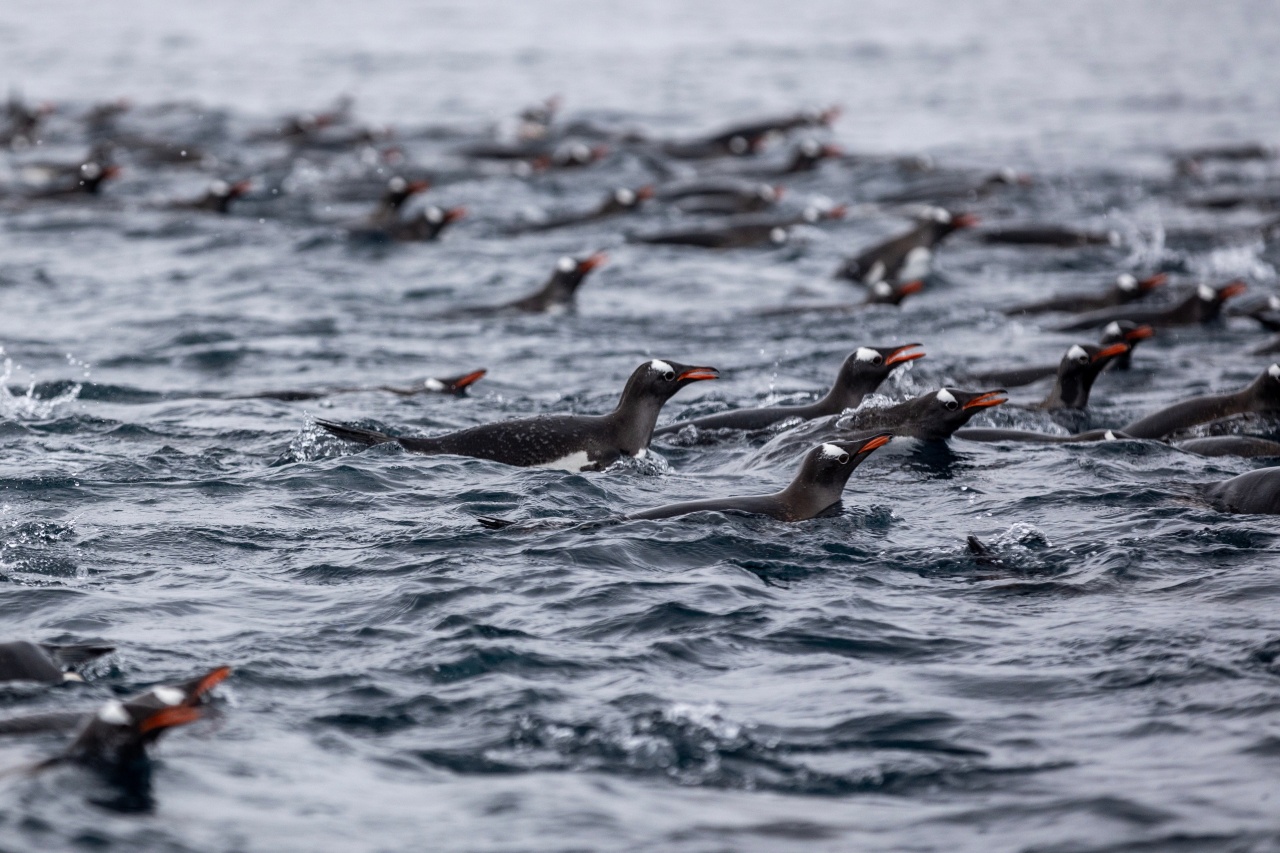 Gentoo penguins on the move, Antarctica