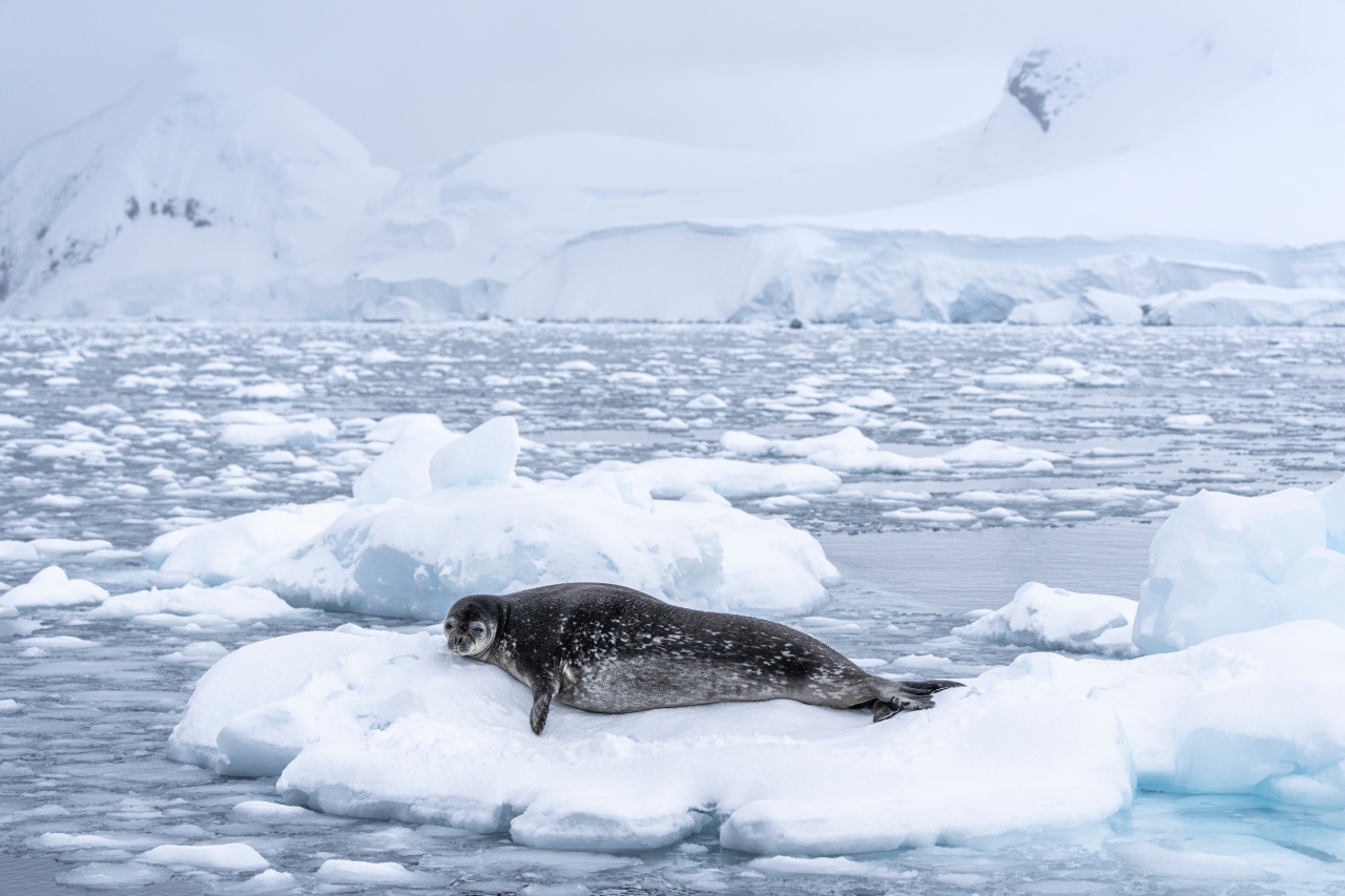Weddell seal, Antarctica