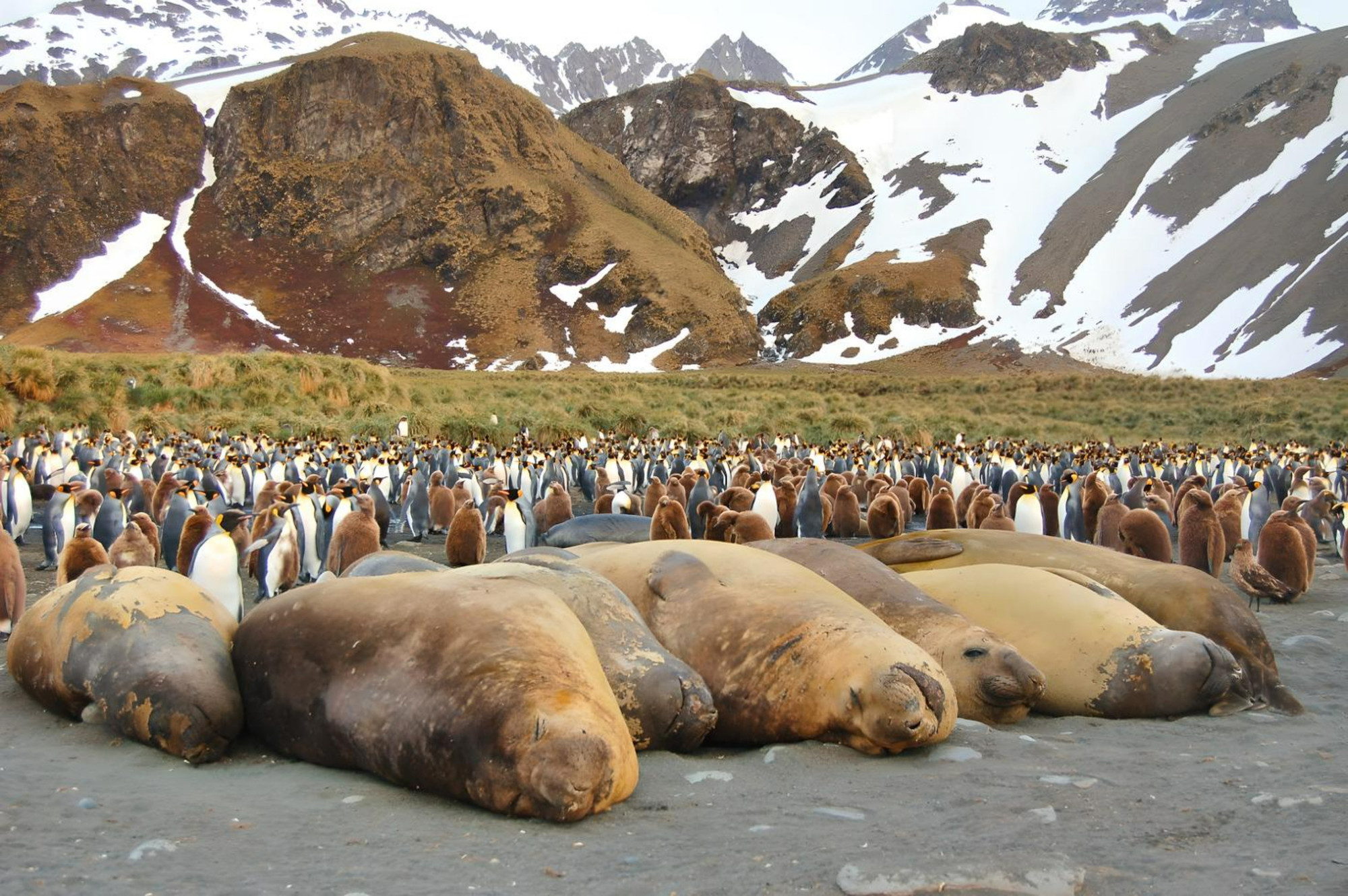 Elephant seals bask on the beach in South Georgia