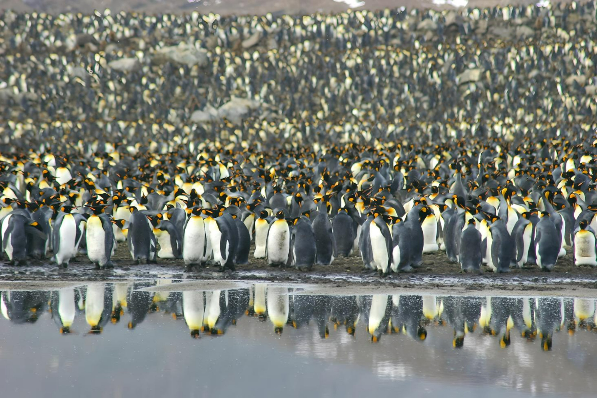 A king penguin colony in South Georgia