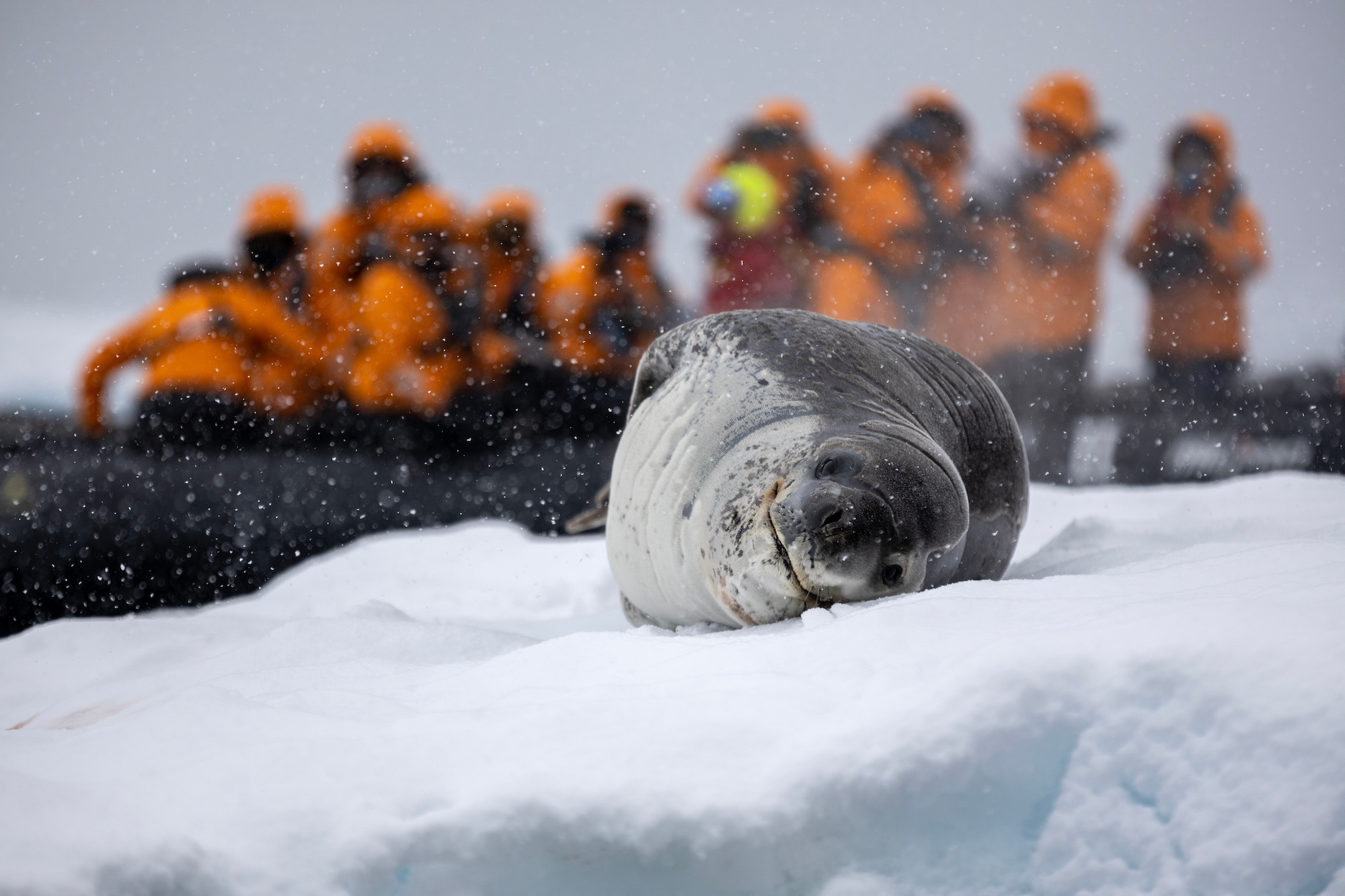 Guests on a zodiac spot a leopard seal