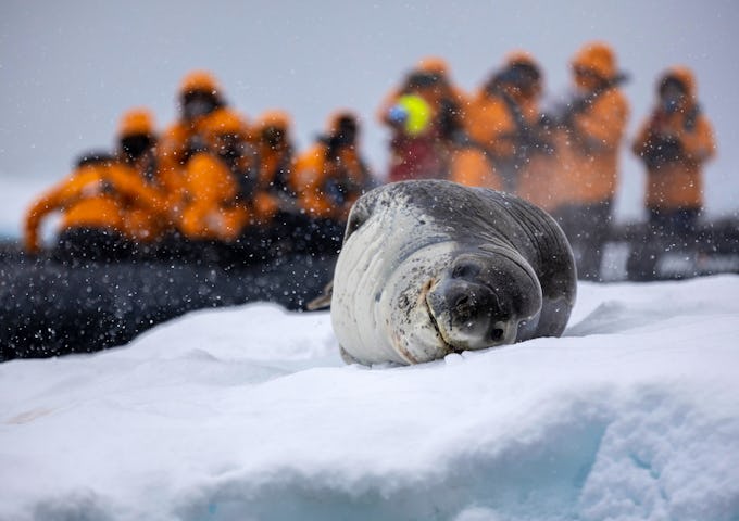 Guests on a zodiac spot a leopard seal