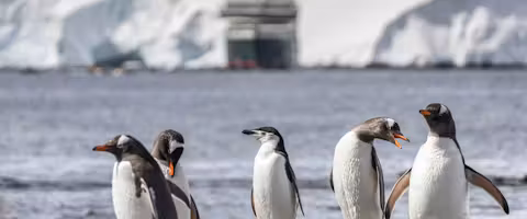 Elegant Falklands, South Georgia & Antarctica