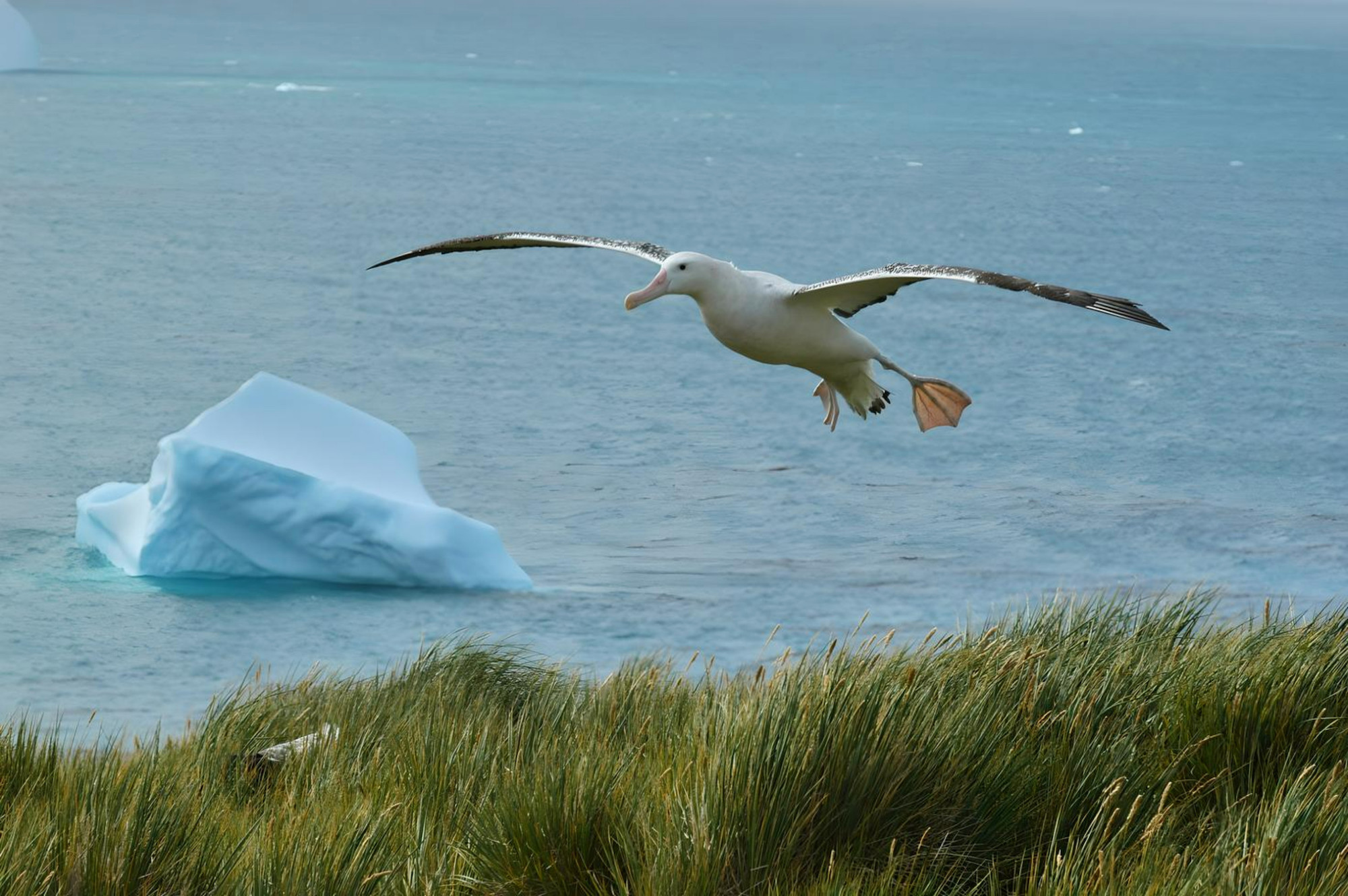 Wandering albatross landing 