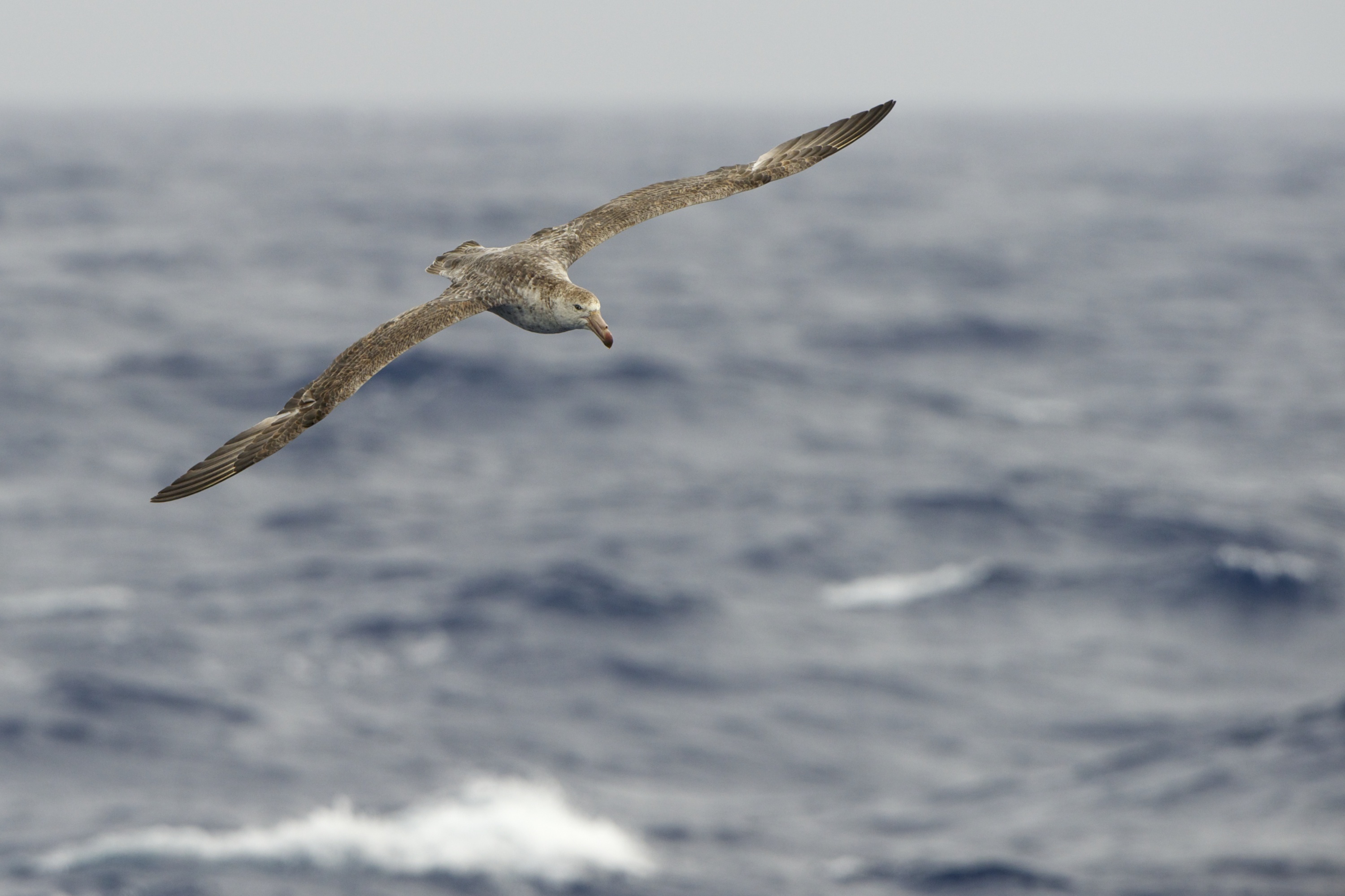 Wildlife of South Georgia