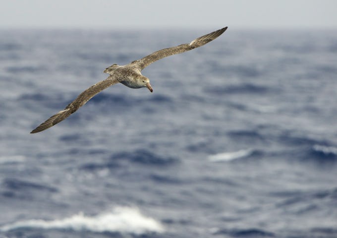 Wildlife of South Georgia