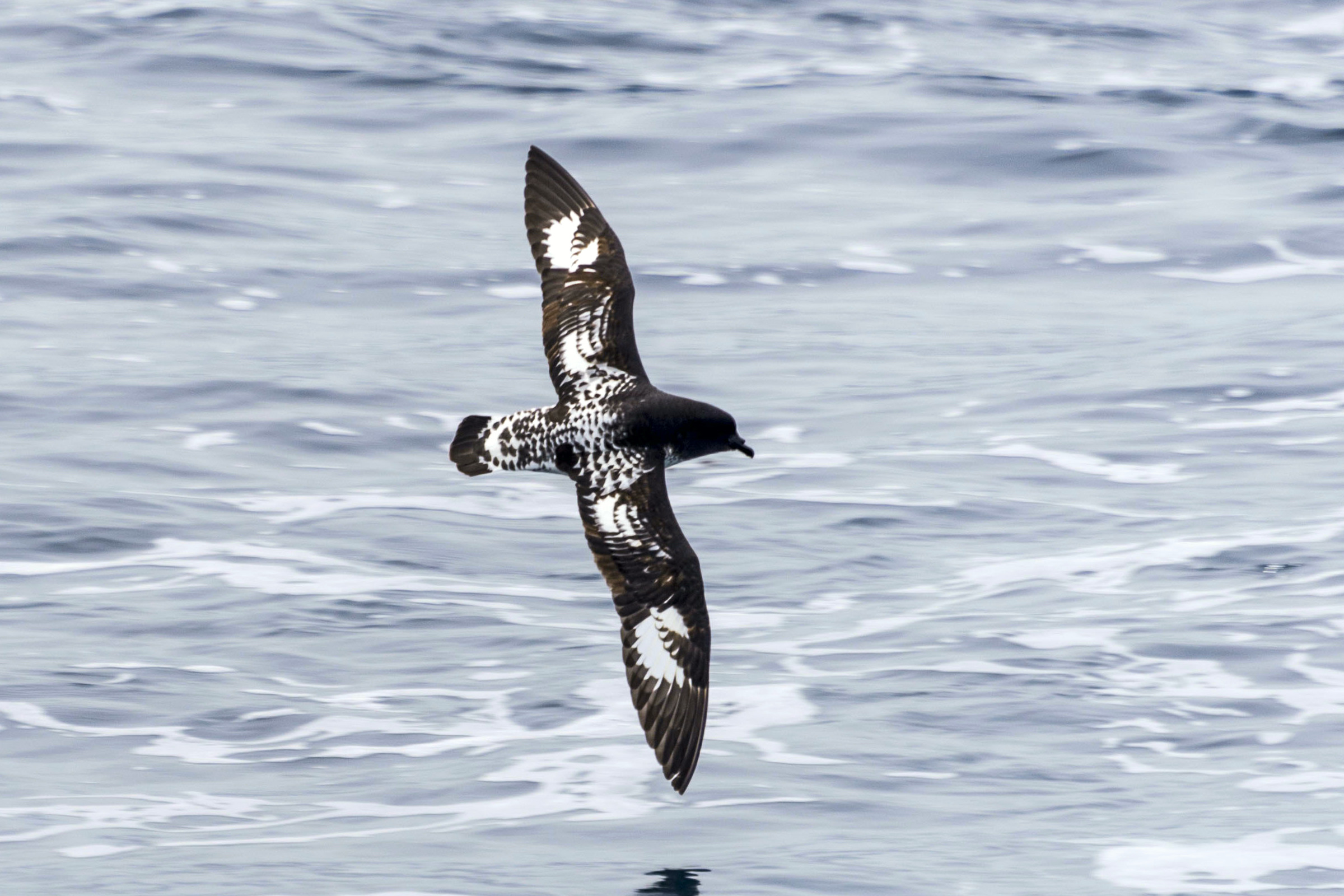 Cape Petrel (Pintado) flying in Antarctica