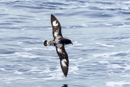 Cape Petrel (Pintado) flying in Antarctica
