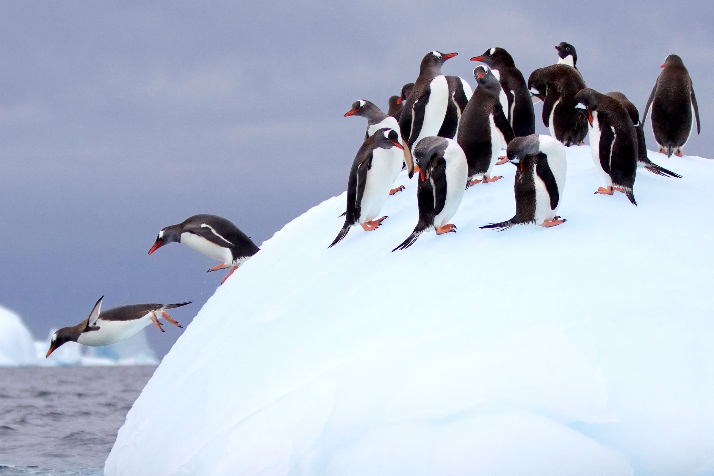 Gentoo penguins on an iceberg