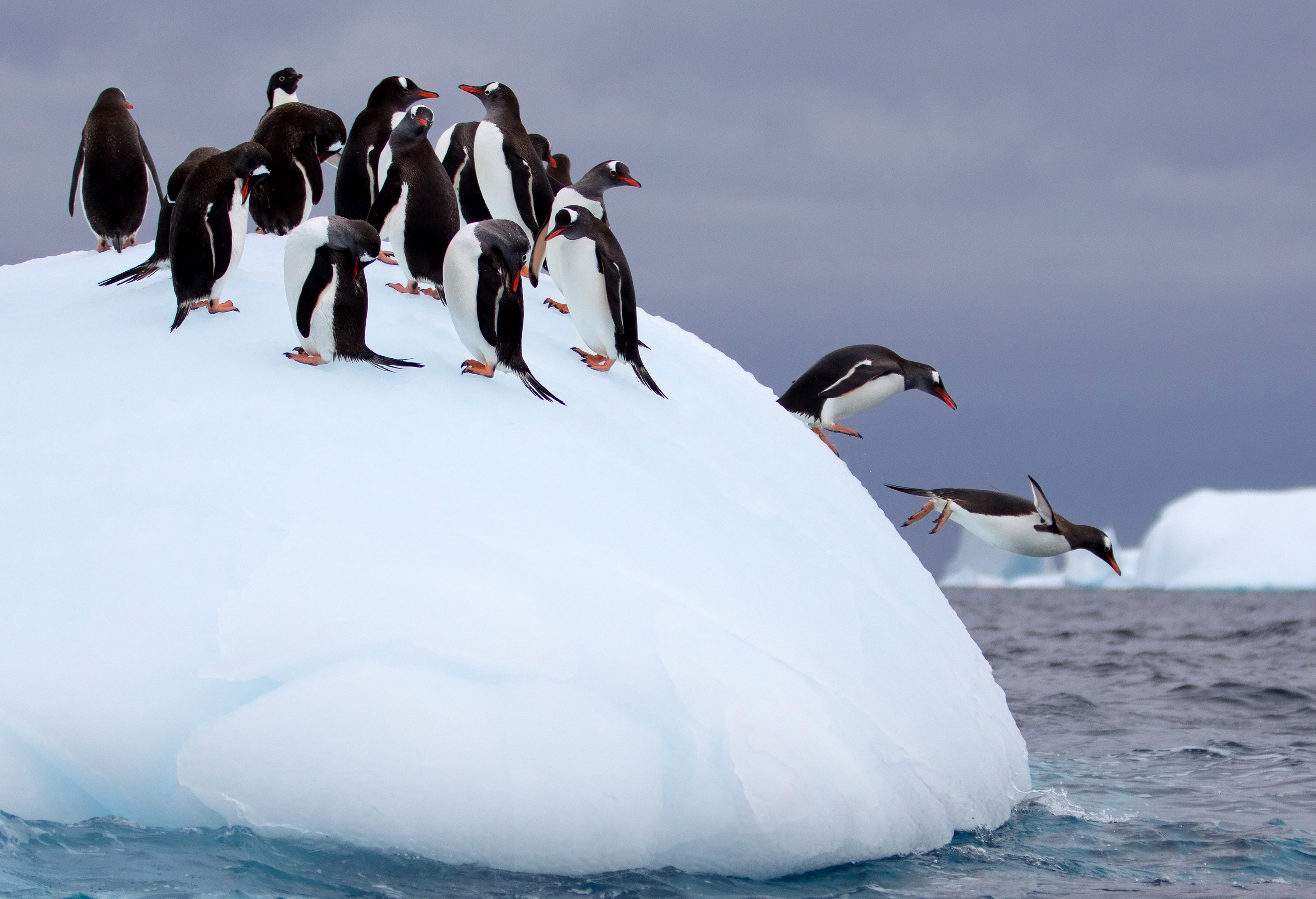 What to expect in Antarctica