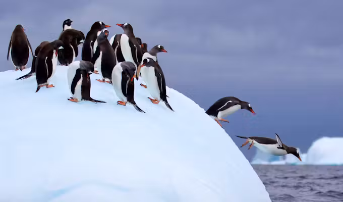Antarctic Explorer