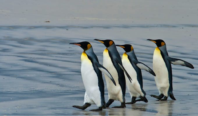 Immense Discovery: Falklands, South Georgia & the Peninsula