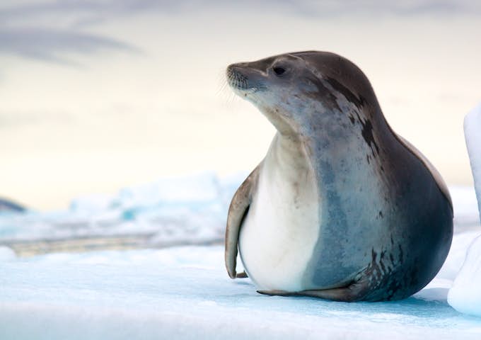 Leopard Seal, Antarctica