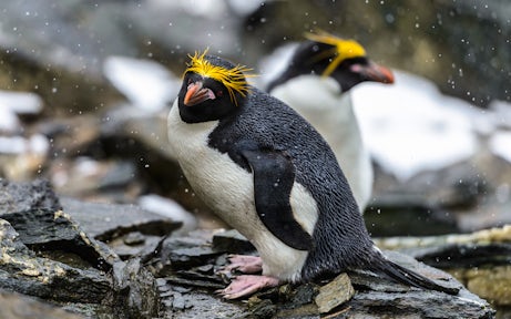 Wildlife of South Georgia