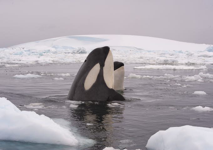 Orca whale spotting in Antarctica in February