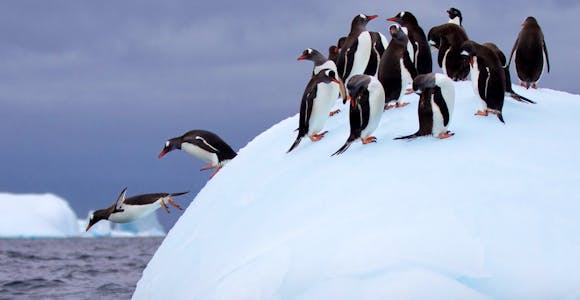 You're guaranteed to spot gentoo penguins and icebergs on Antarctica Cruises