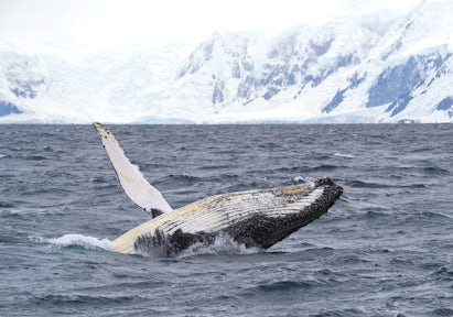 Humpback whale breaching, Wilhelmina Bay, Antarctica