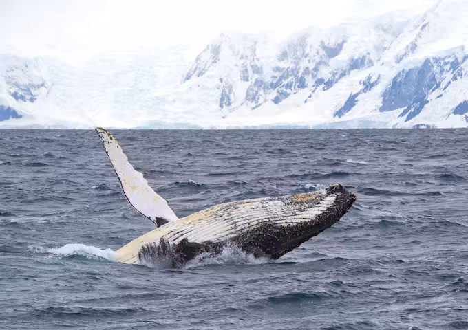 Humpback whale breaching, Wilhelmina Bay, Antarctica