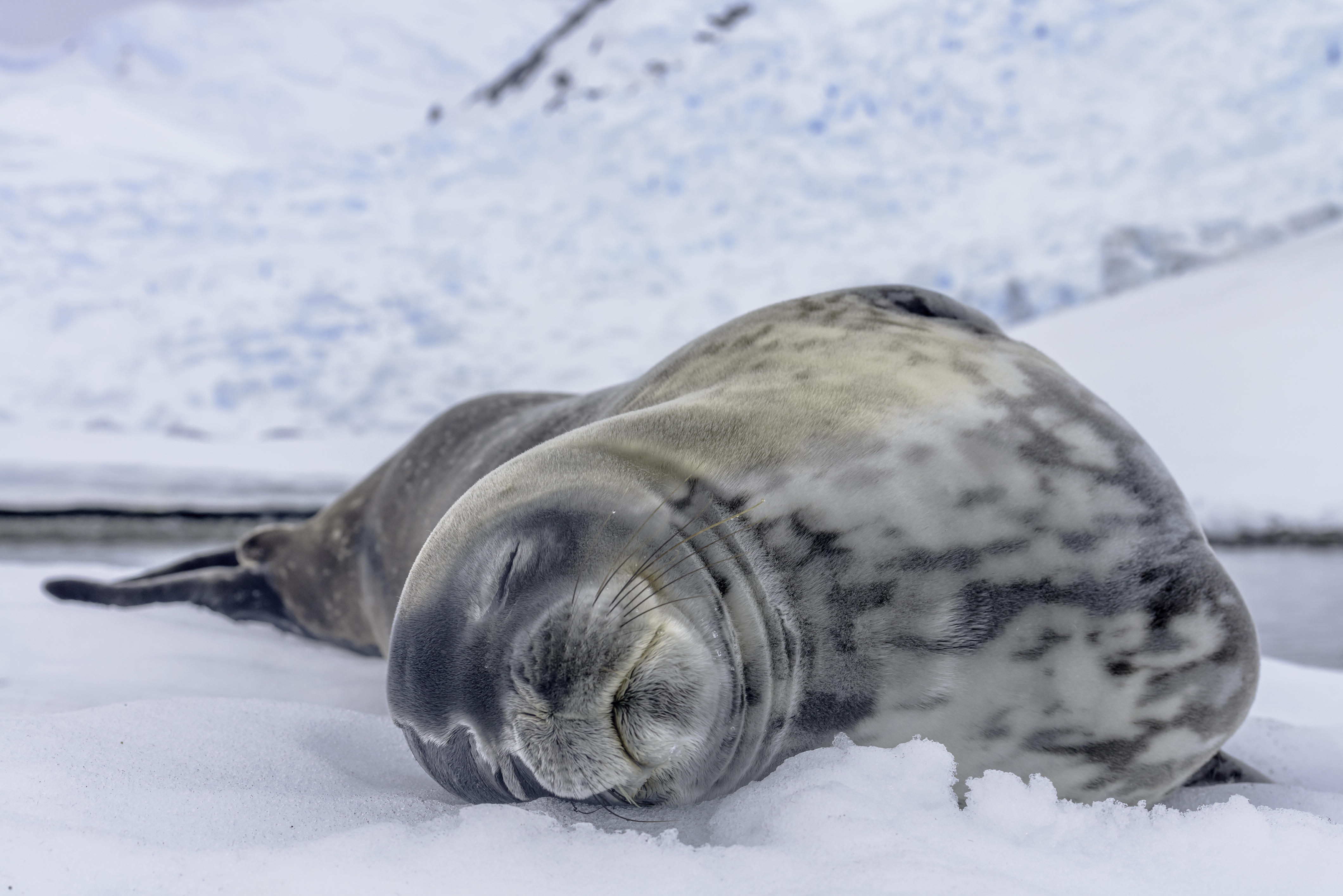 Antarctic Peninsula Revealed