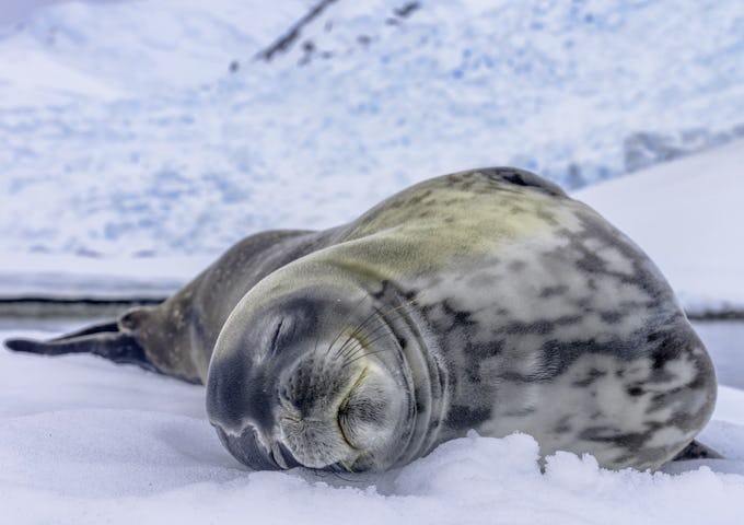 Falklands, South Georgia & Antarctic Adventure