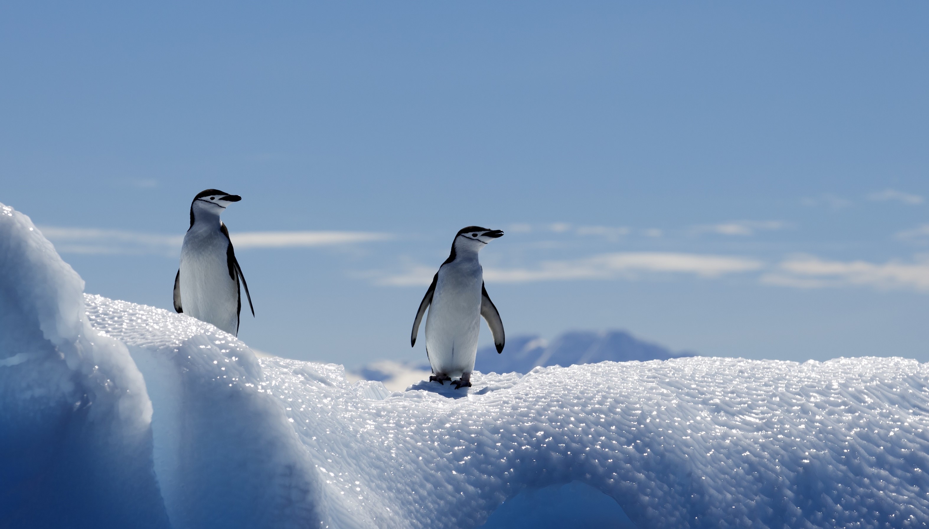 Antarctic Peninsula Cruises