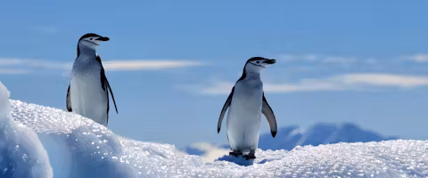 Falklands, South Georgia & Antarctic Adventure