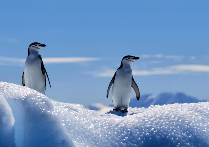 Falklands, South Georgia & Antarctic Adventure