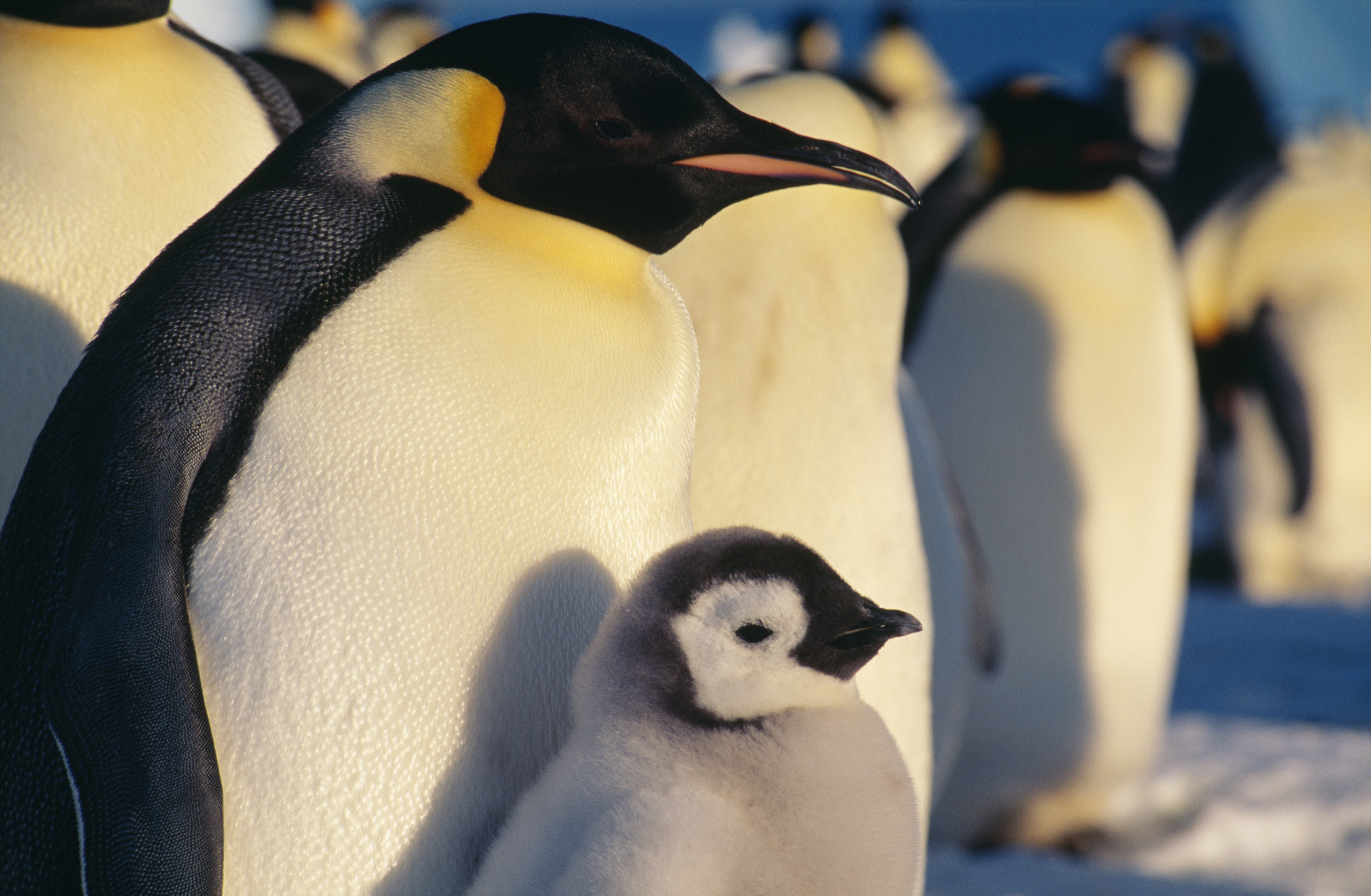 Camp with Emperor Penguins