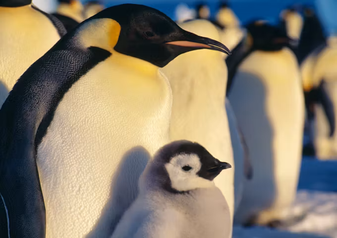 Camp with Emperor Penguins