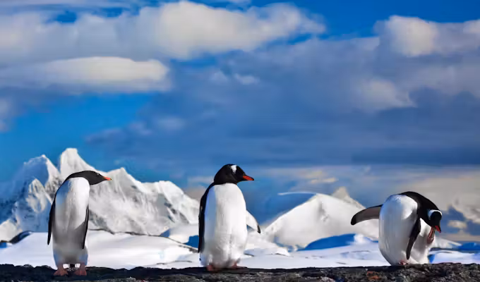 Antarctic Fly & Cruise Safari