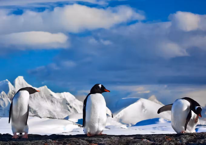 Antarctic Fly & Cruise Safari