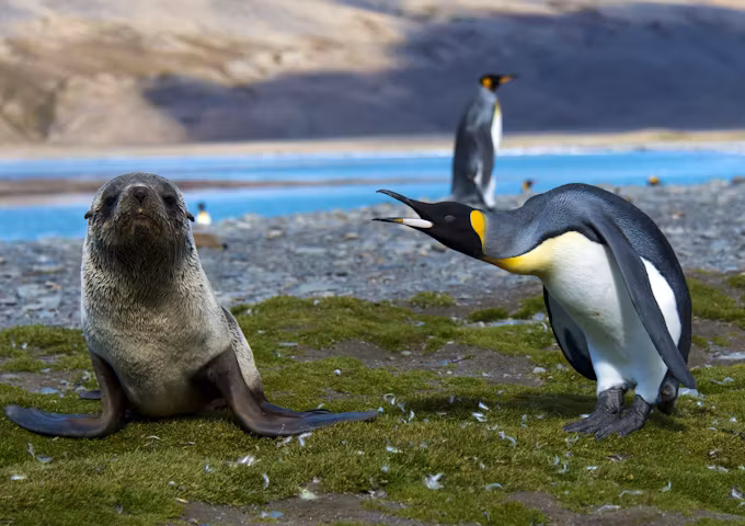 Photography Tours South Georgia