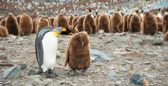 Emperor penguin & chick, South Georgia - Antarctica trip cost