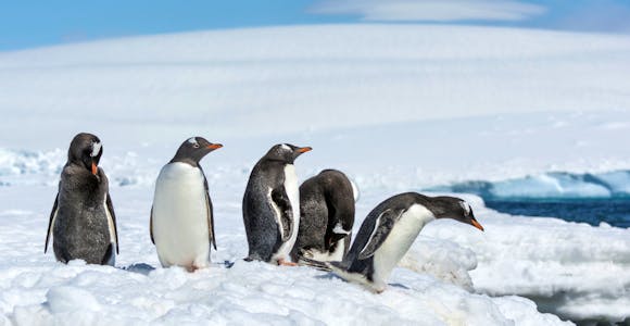 Antarctic Wildlife