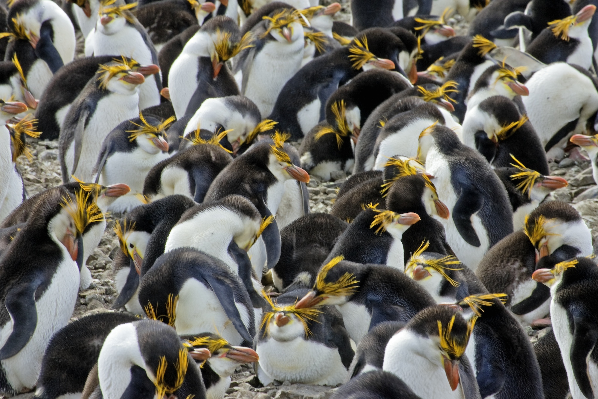 Royal penguins, Macquarie Islands, Australia