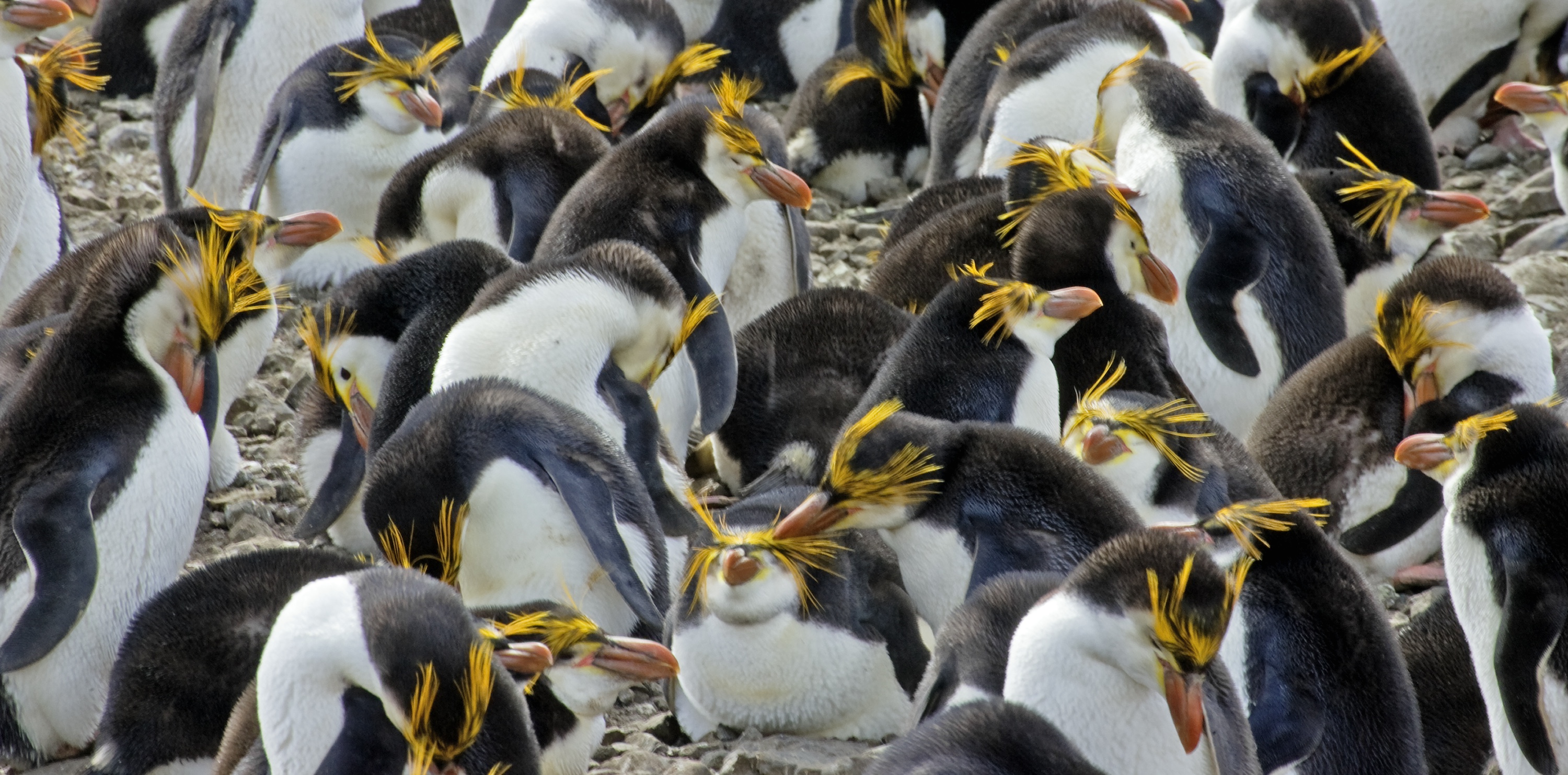 Royal penguins on Macquarie Island