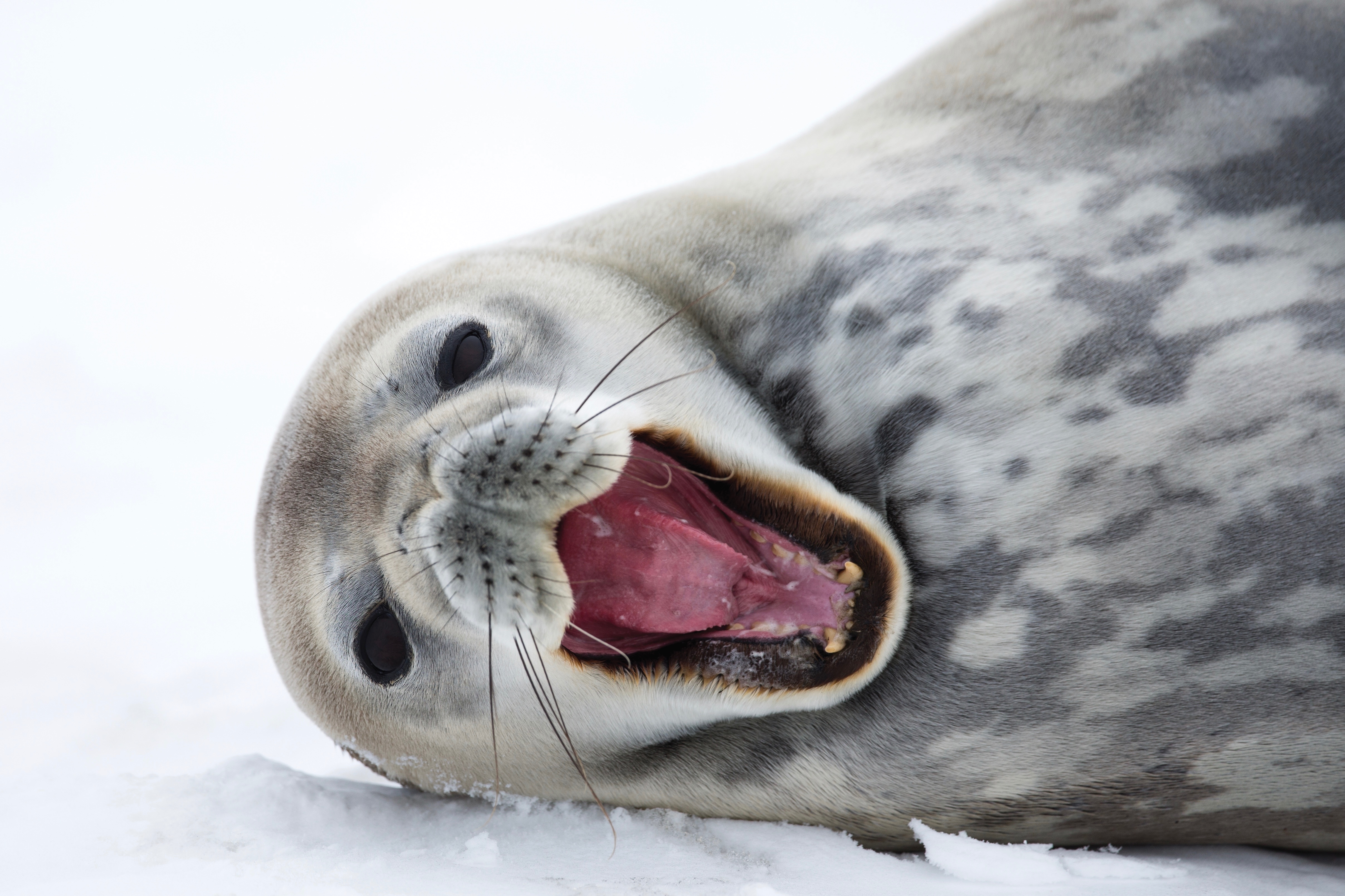 Laughing seal on Antarctic ice flow, Antarctica