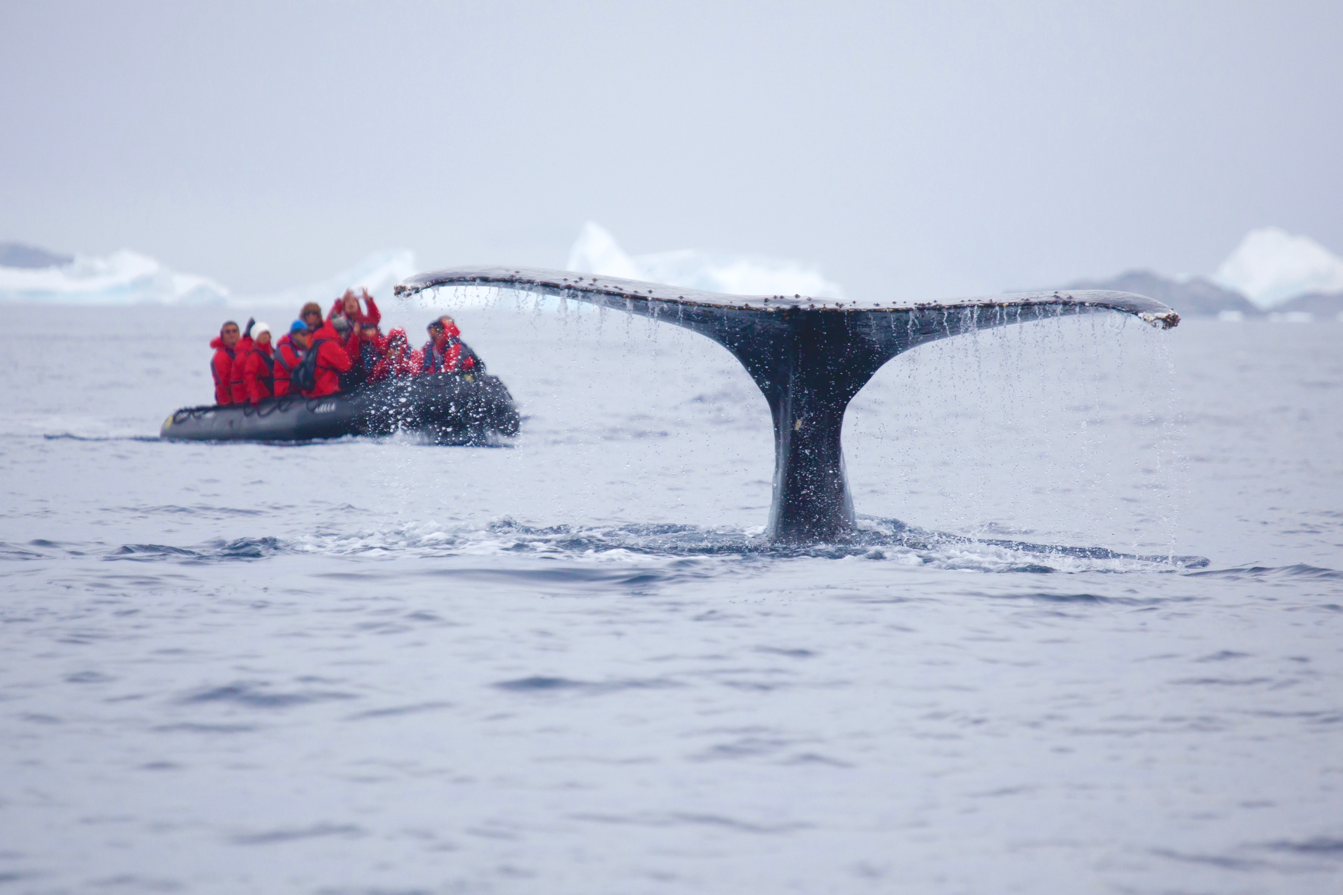 Quintessential Luxury Antarctic Fly & Sail