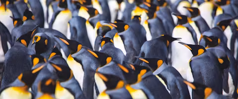 Luxury Falklands, South Georgia & Antarctica