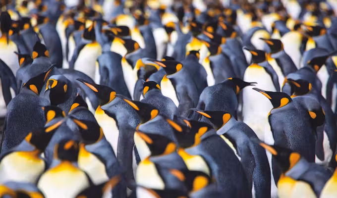 Luxury Falklands, South Georgia & Antarctica