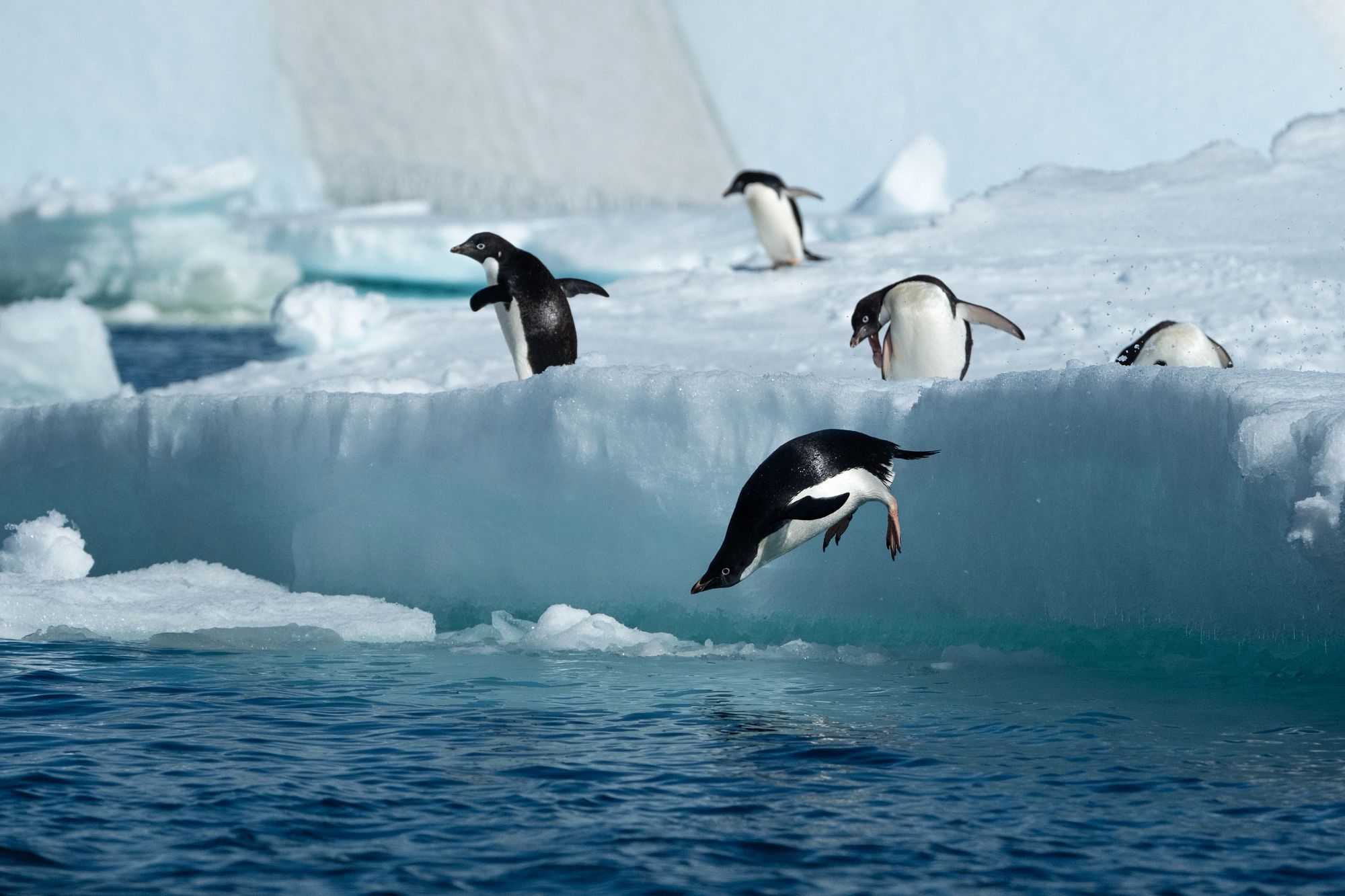 Adelie penguins jump off the ice in Antarctica 