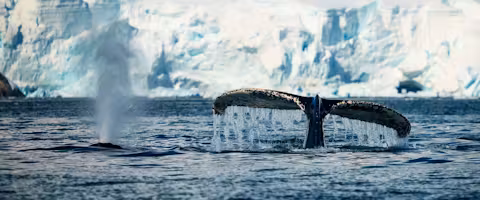 Quintessential Antarctic Luxury Fly & Cruise