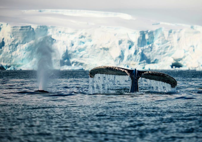 Humpback whale spotting in Antarctica