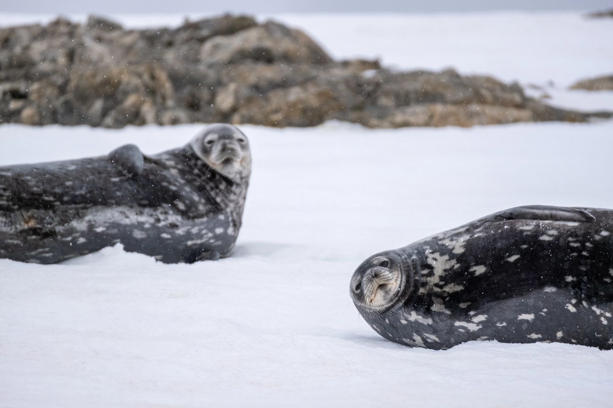 Quintessential Antarctic Luxury Fly & Cruise