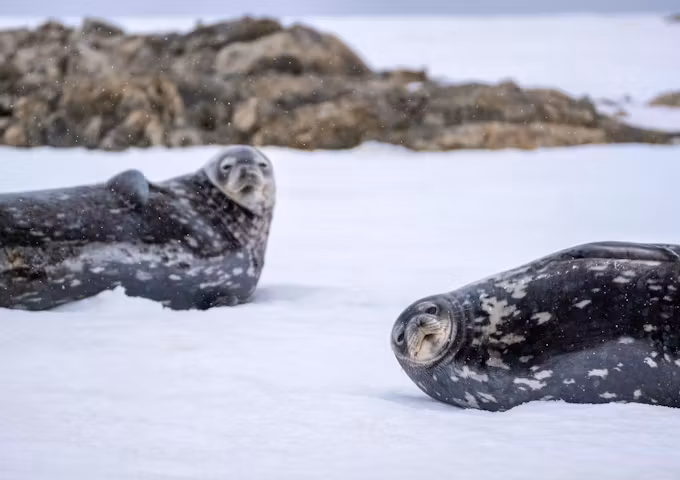 Quintessential Antarctic Luxury Fly & Cruise